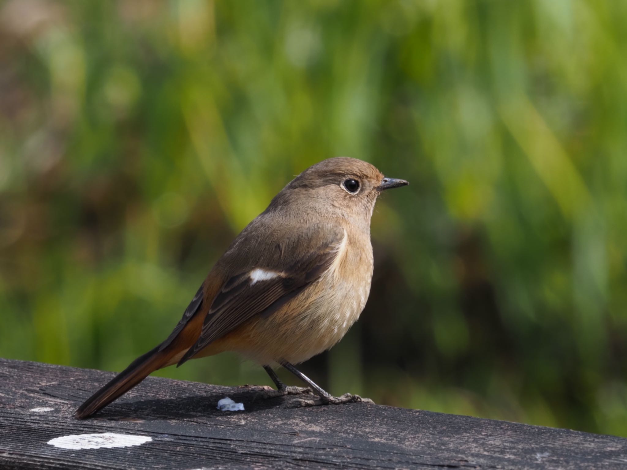 Daurian Redstart