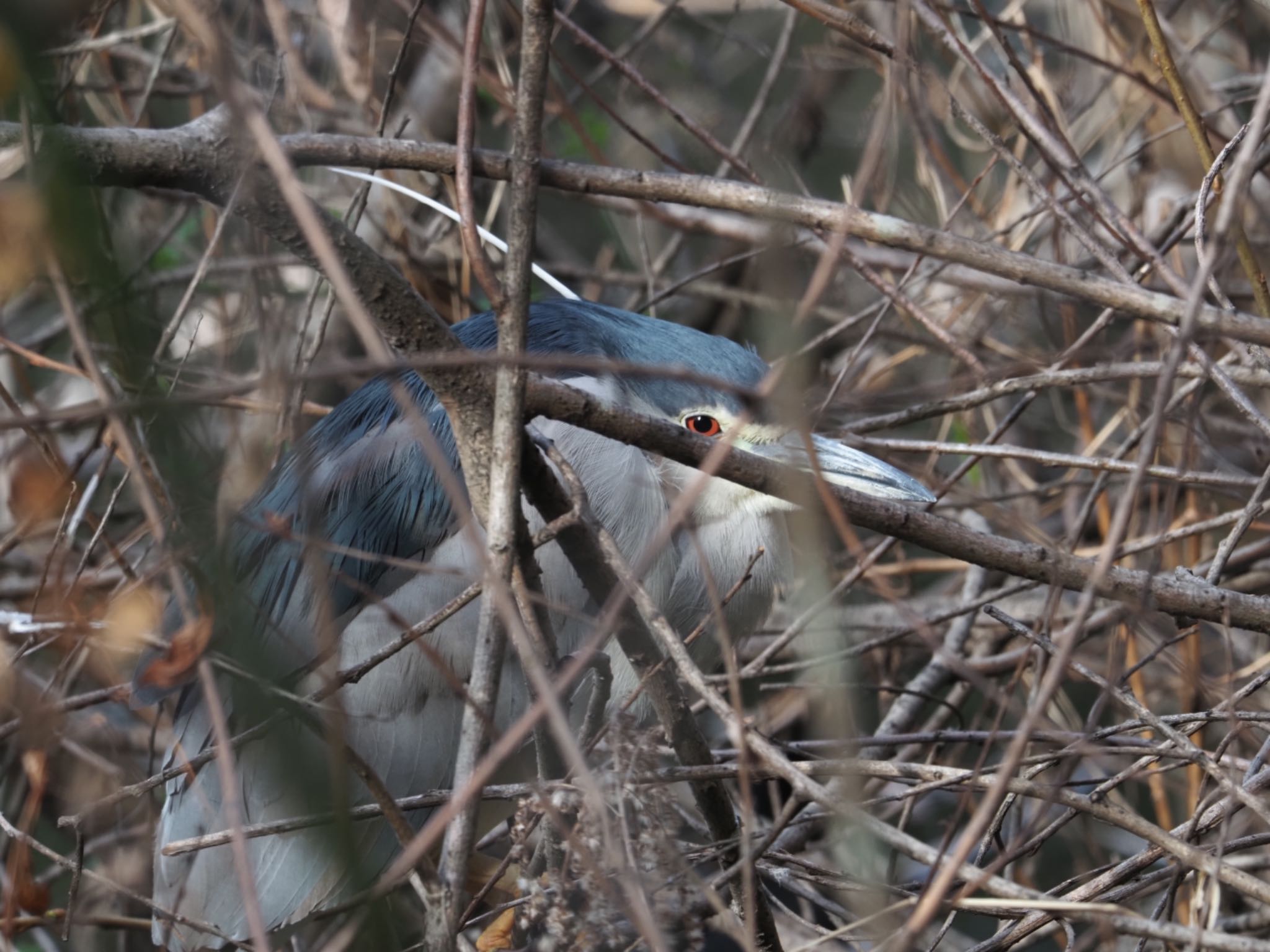 Black-crowned Night Heron