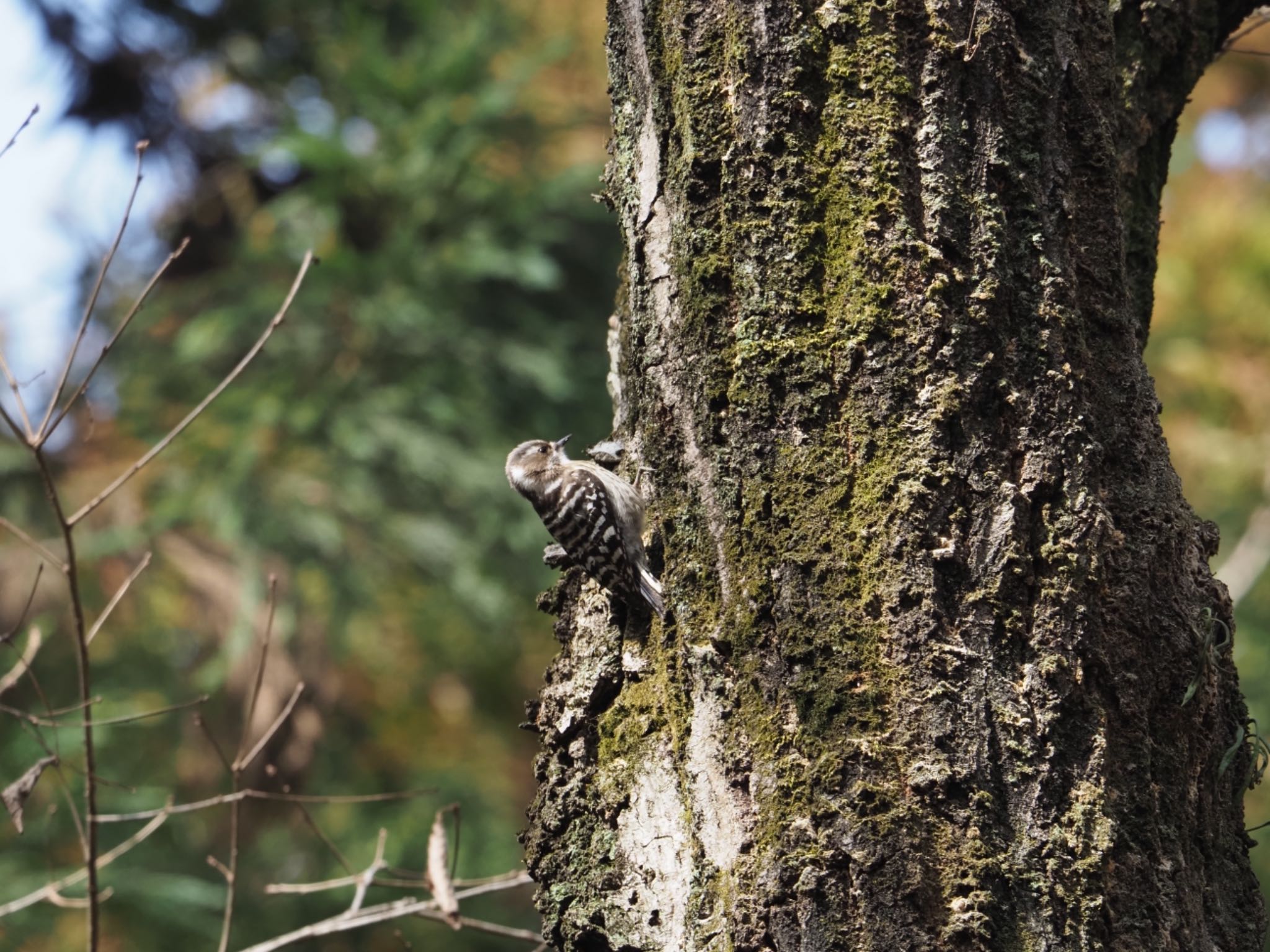 Japanese Pygmy Woodpecker