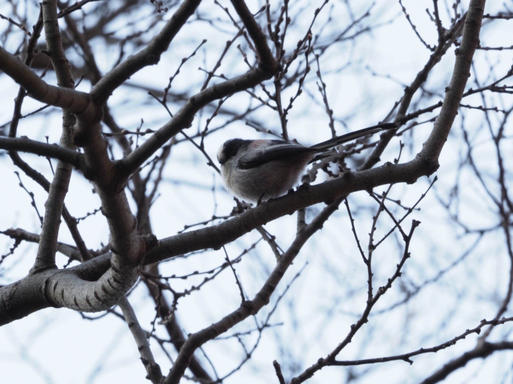 Long-tailed Tit