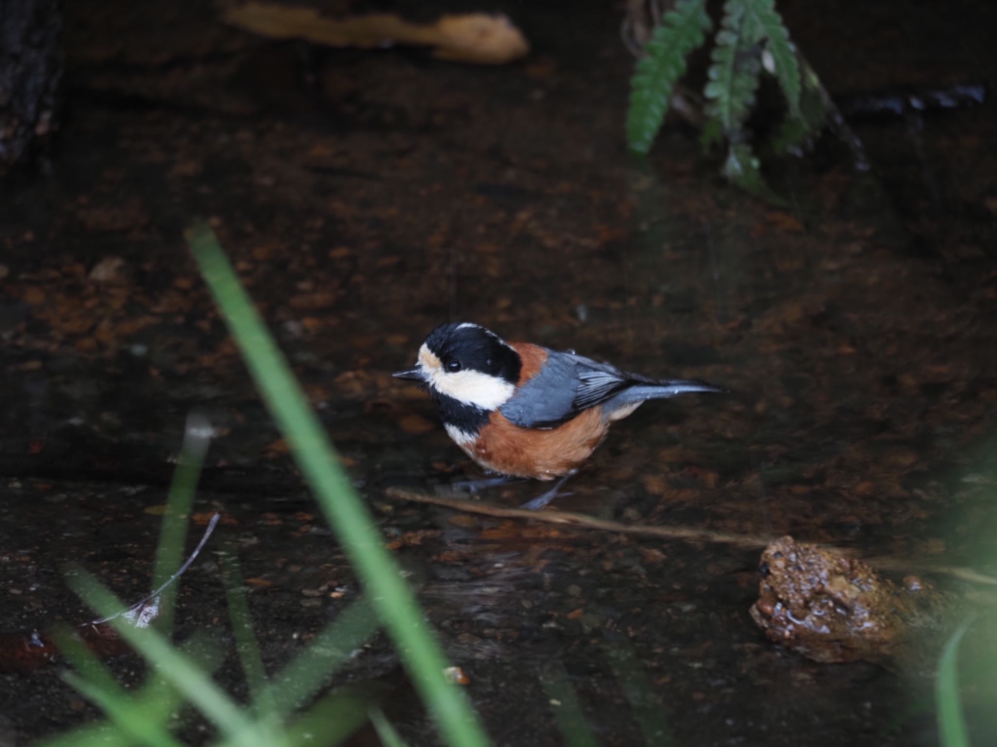 Photo of Varied Tit at 泉の森公園 by メメタァ