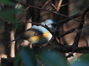 2021年2月27日(土) 泉の森公園の野鳥観察記録