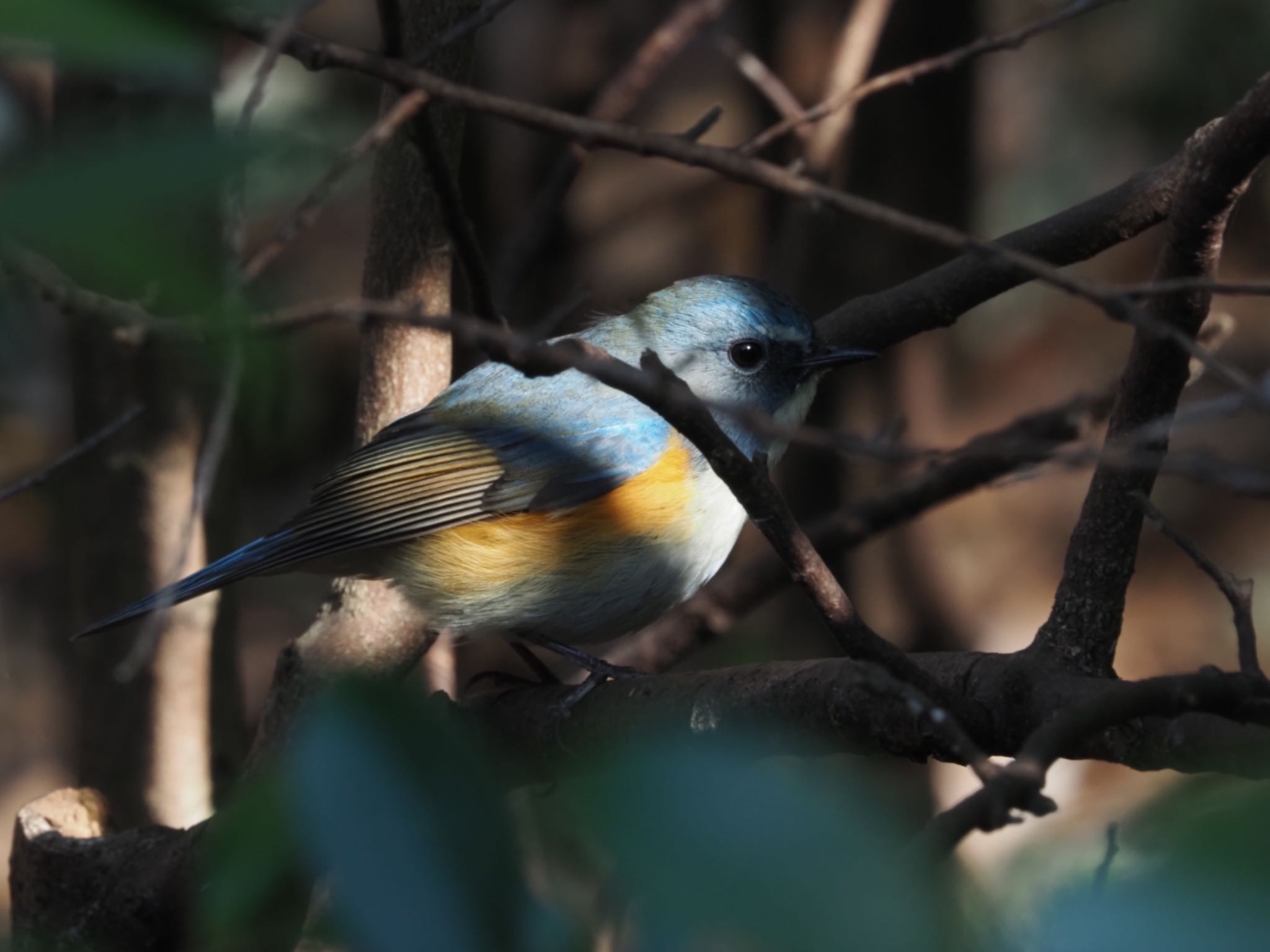 Photo of Red-flanked Bluetail at 泉の森公園 by メメタァ