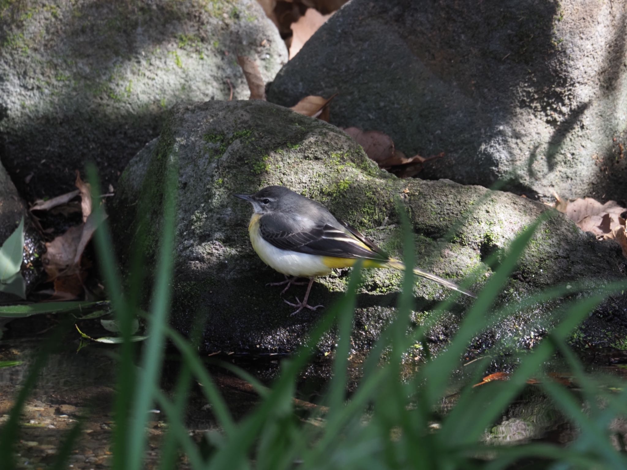 Photo of Grey Wagtail at 泉の森公園 by メメタァ