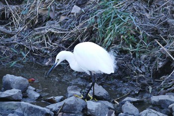 Little Egret Asaba Biotope Sun, 1/22/2017