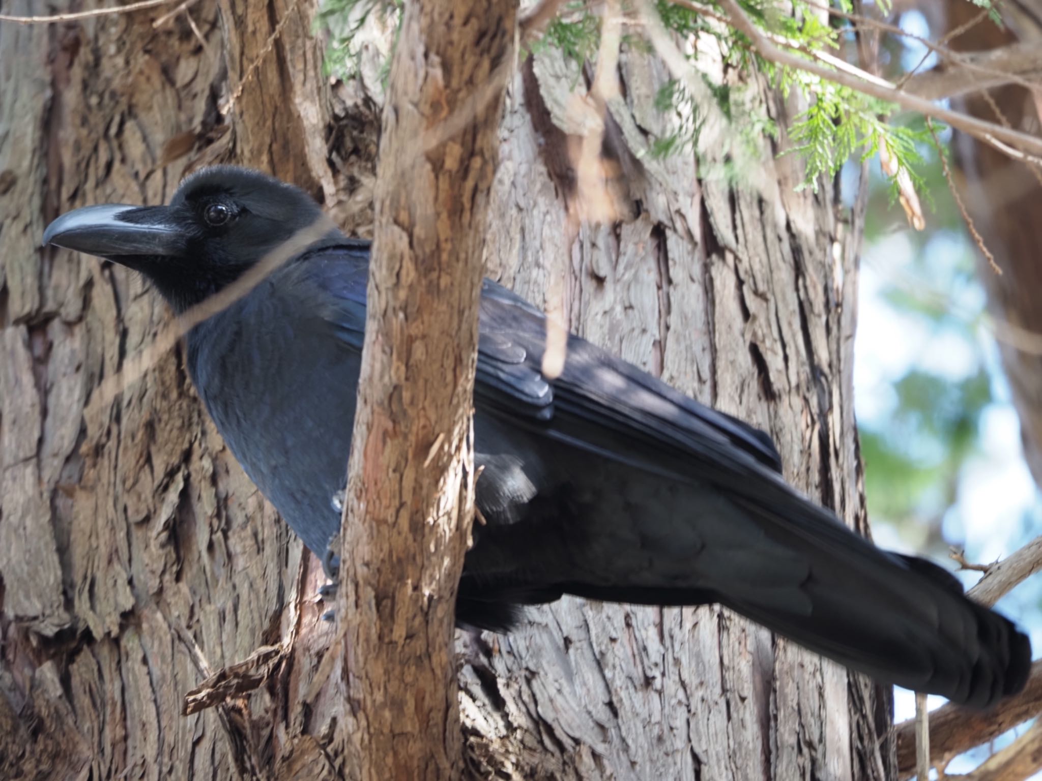 Large-billed Crow