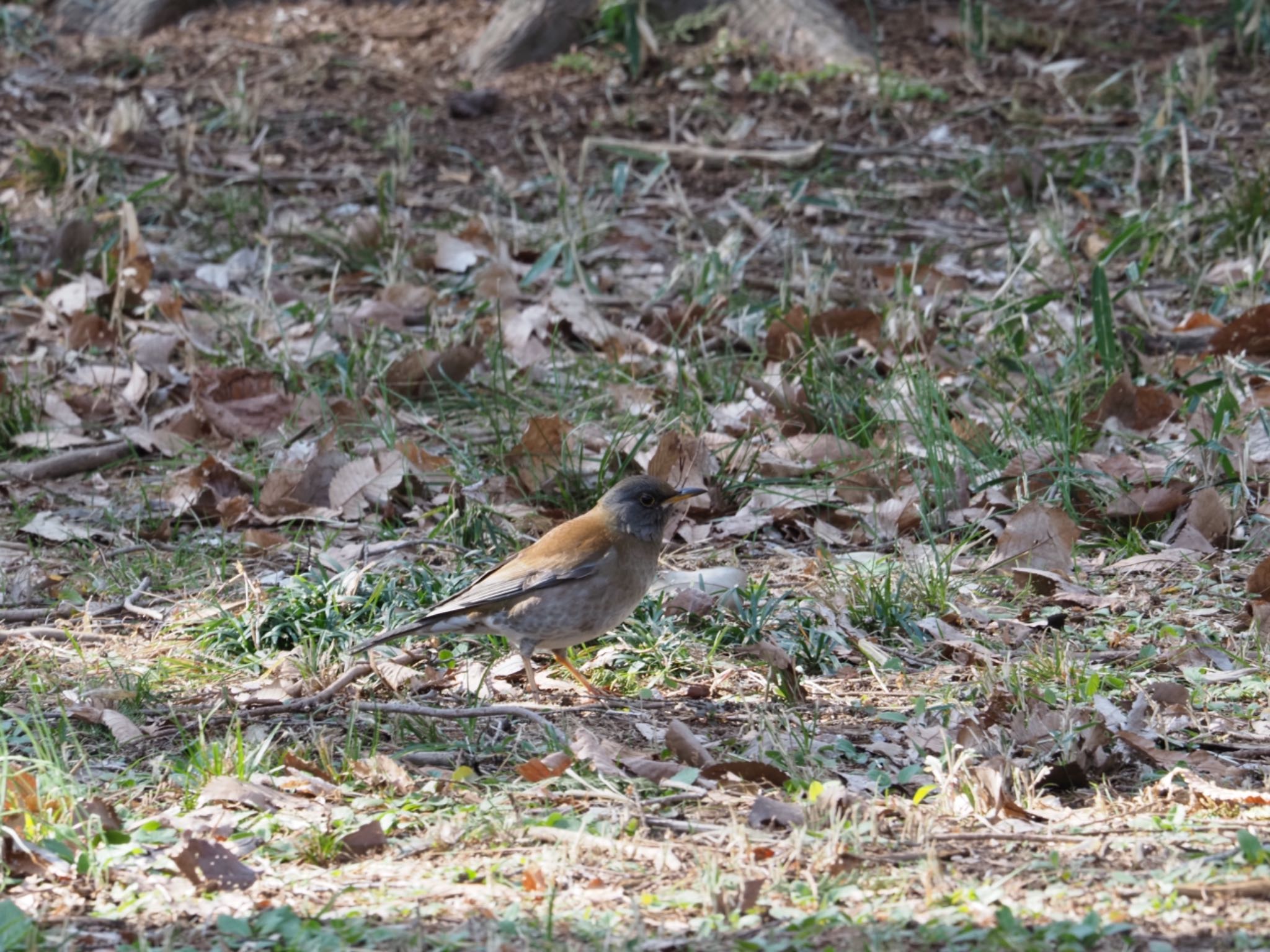 Pale Thrush