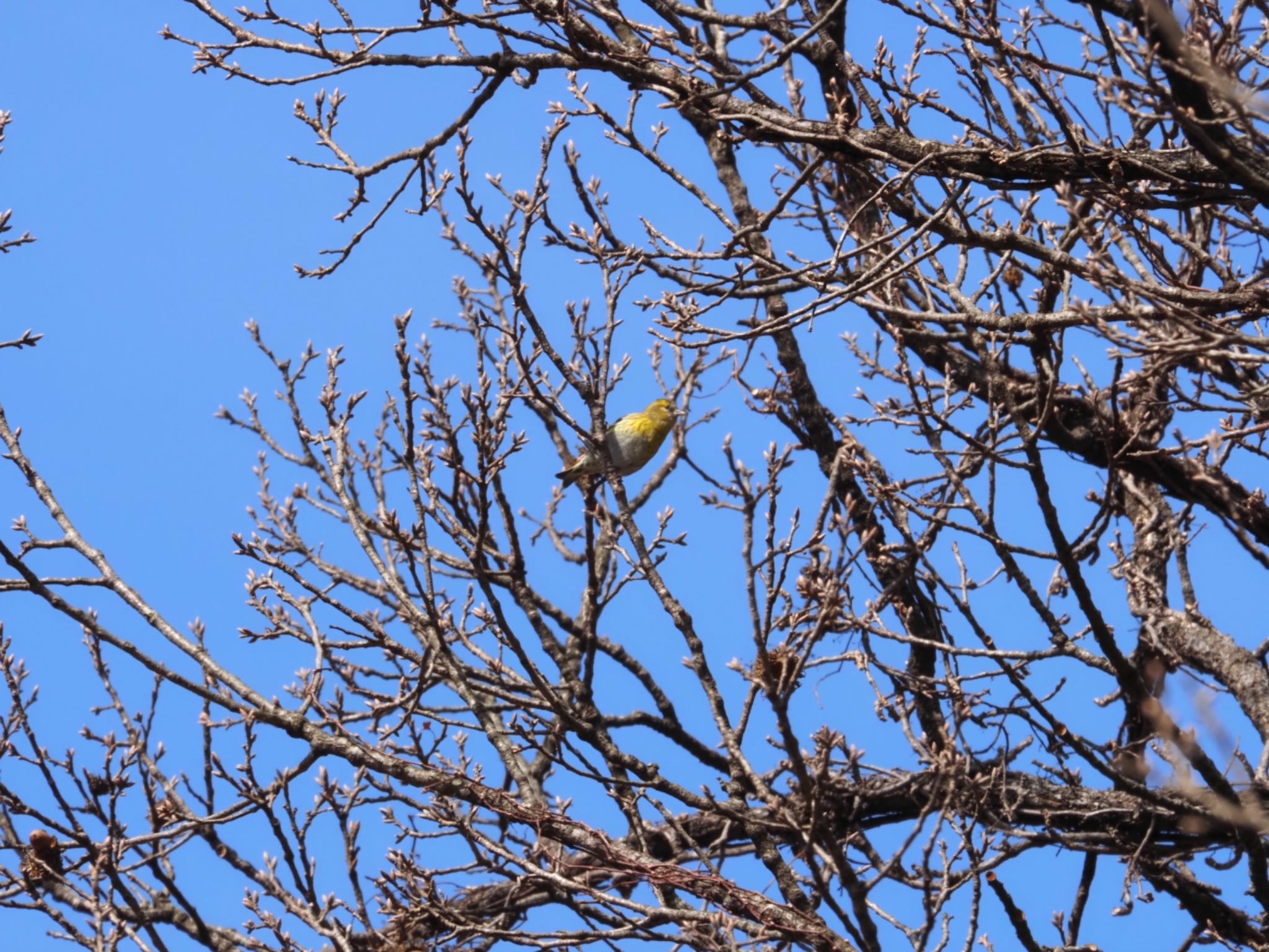 Eurasian Siskin