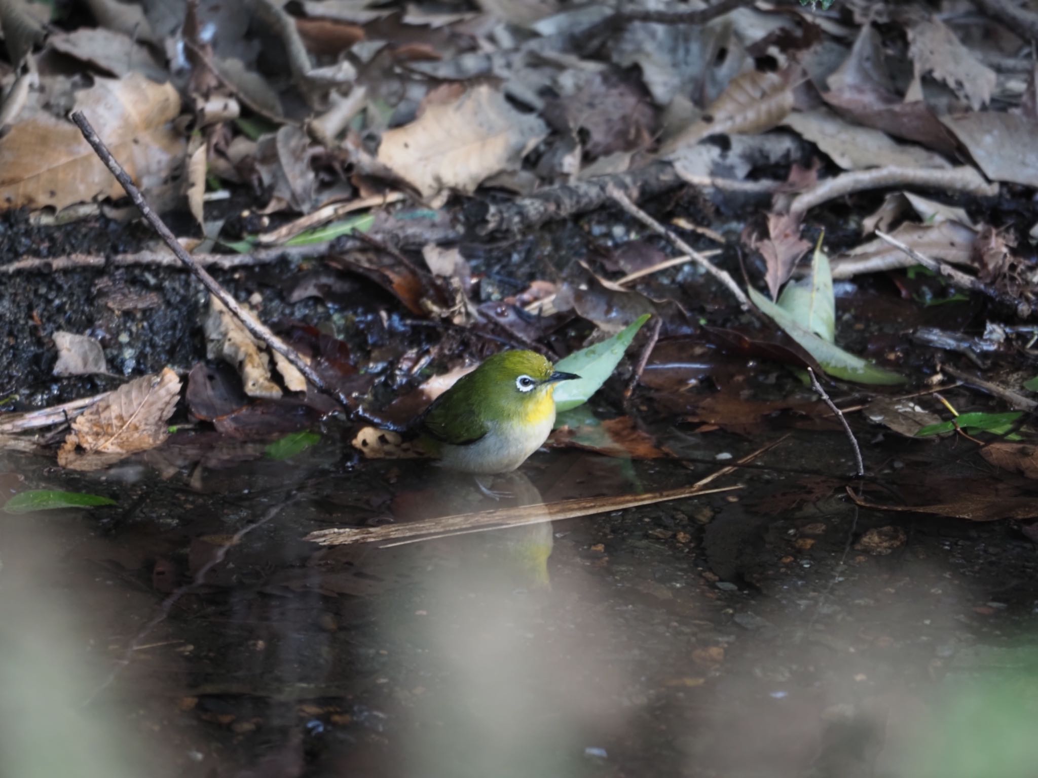 Warbling White-eye