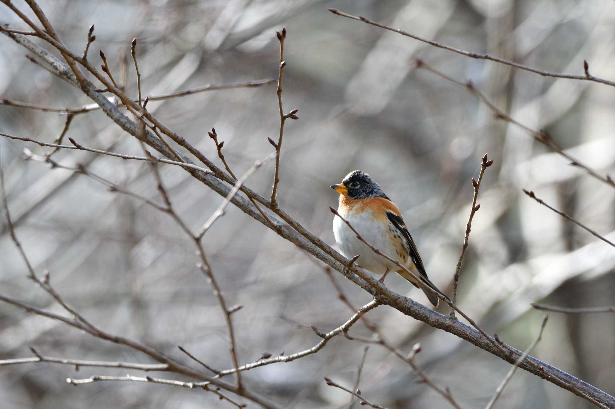 Brambling