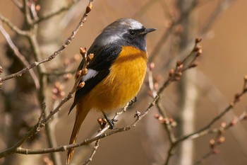 Daurian Redstart 東京都 Thu, 2/18/2021