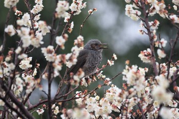 Brown-eared Bulbul 嵯峨野 Fri, 2/26/2021