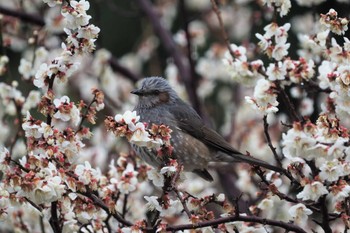 Brown-eared Bulbul 嵯峨野 Fri, 2/26/2021