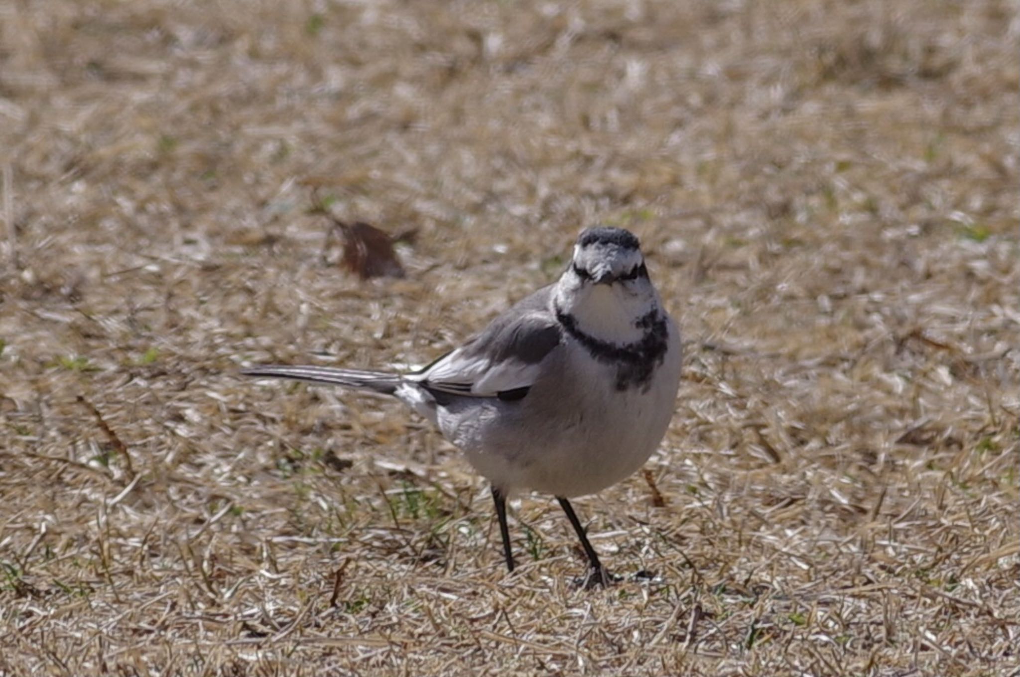 Photo of White Wagtail at 東京都立桜ヶ丘公園(聖蹟桜ヶ丘) by TOMOTOMO
