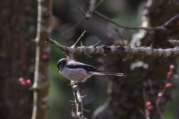 Long-tailed Tit 東京都立桜ヶ丘公園(聖蹟桜ヶ丘) Sat, 2/27/2021