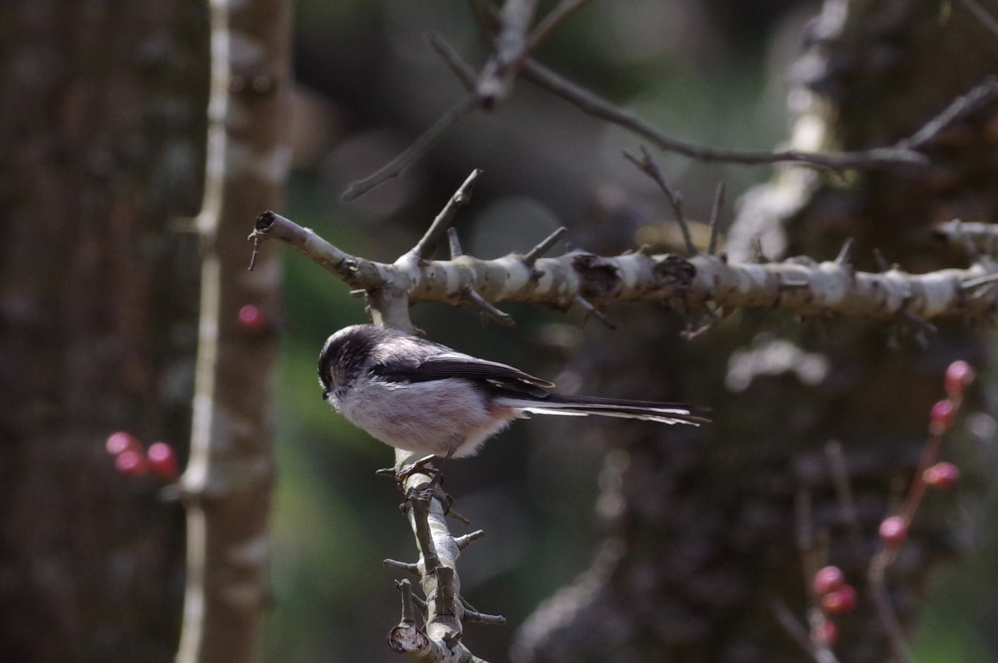 Long-tailed Tit