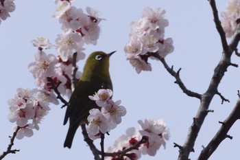 Warbling White-eye 東京都立桜ヶ丘公園(聖蹟桜ヶ丘) Sat, 2/27/2021