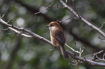 Bull-headed Shrike 東京都立桜ヶ丘公園(聖蹟桜ヶ丘) Sat, 2/27/2021