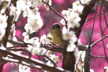 Masked Bunting 東京都立桜ヶ丘公園(聖蹟桜ヶ丘) Sat, 2/27/2021