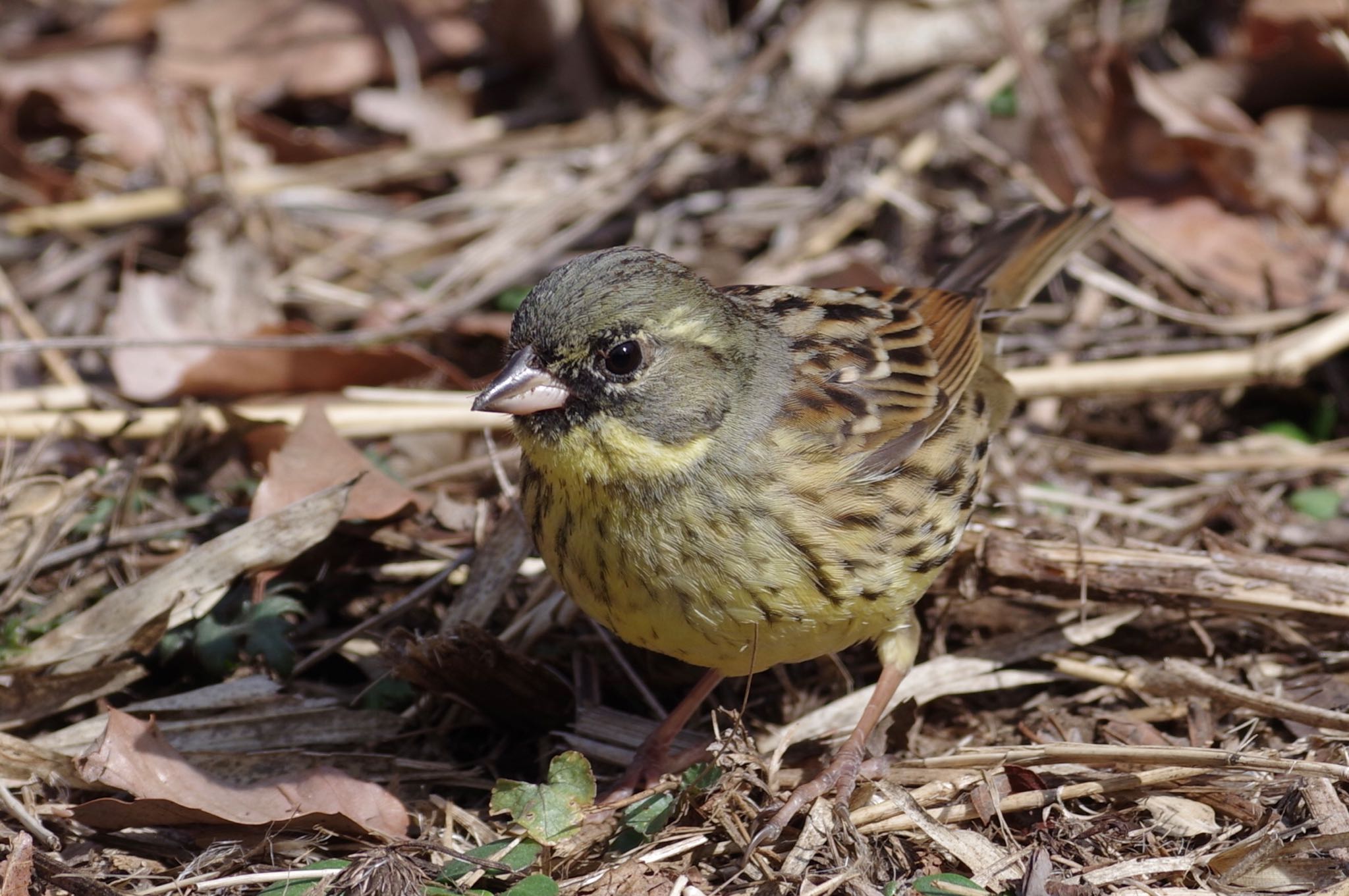 Masked Bunting