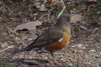 Brown-headed Thrush 東京都立桜ヶ丘公園(聖蹟桜ヶ丘) Sat, 2/27/2021