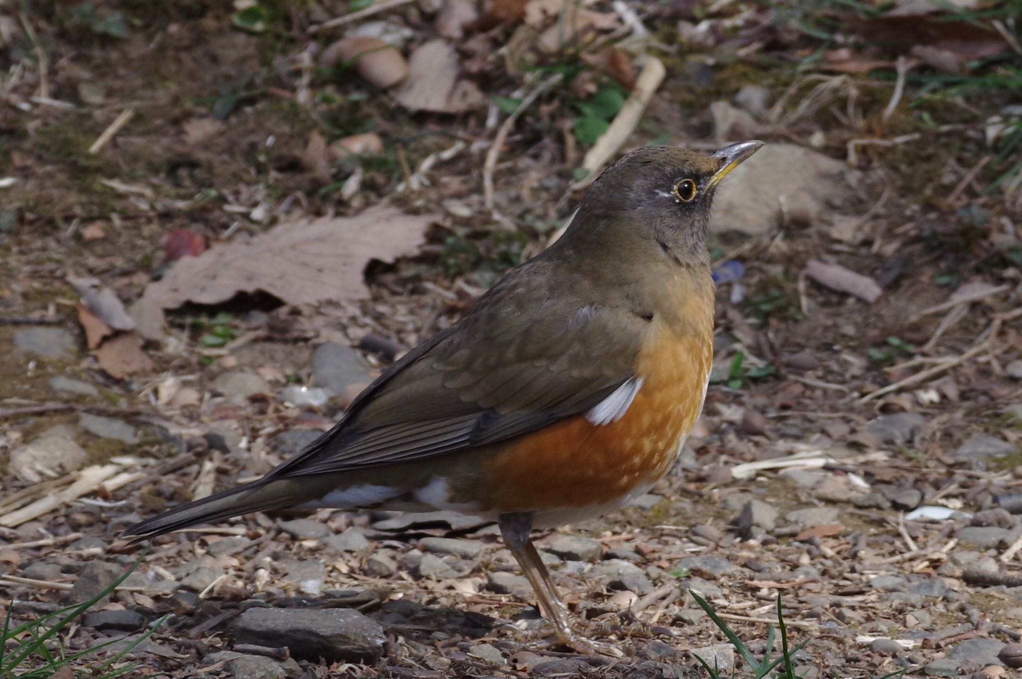 Photo of Brown-headed Thrush at 東京都立桜ヶ丘公園(聖蹟桜ヶ丘) by TOMOTOMO