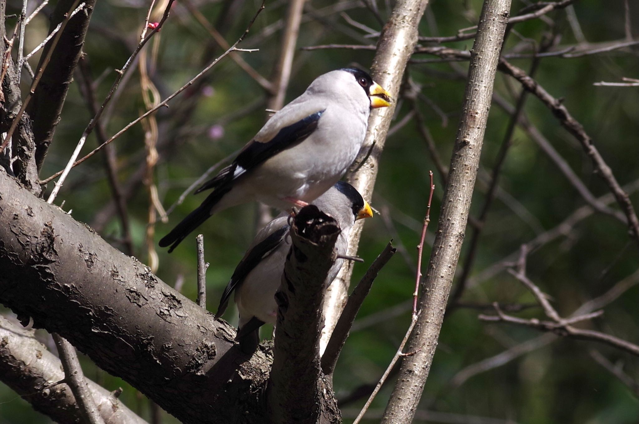 Japanese Grosbeak