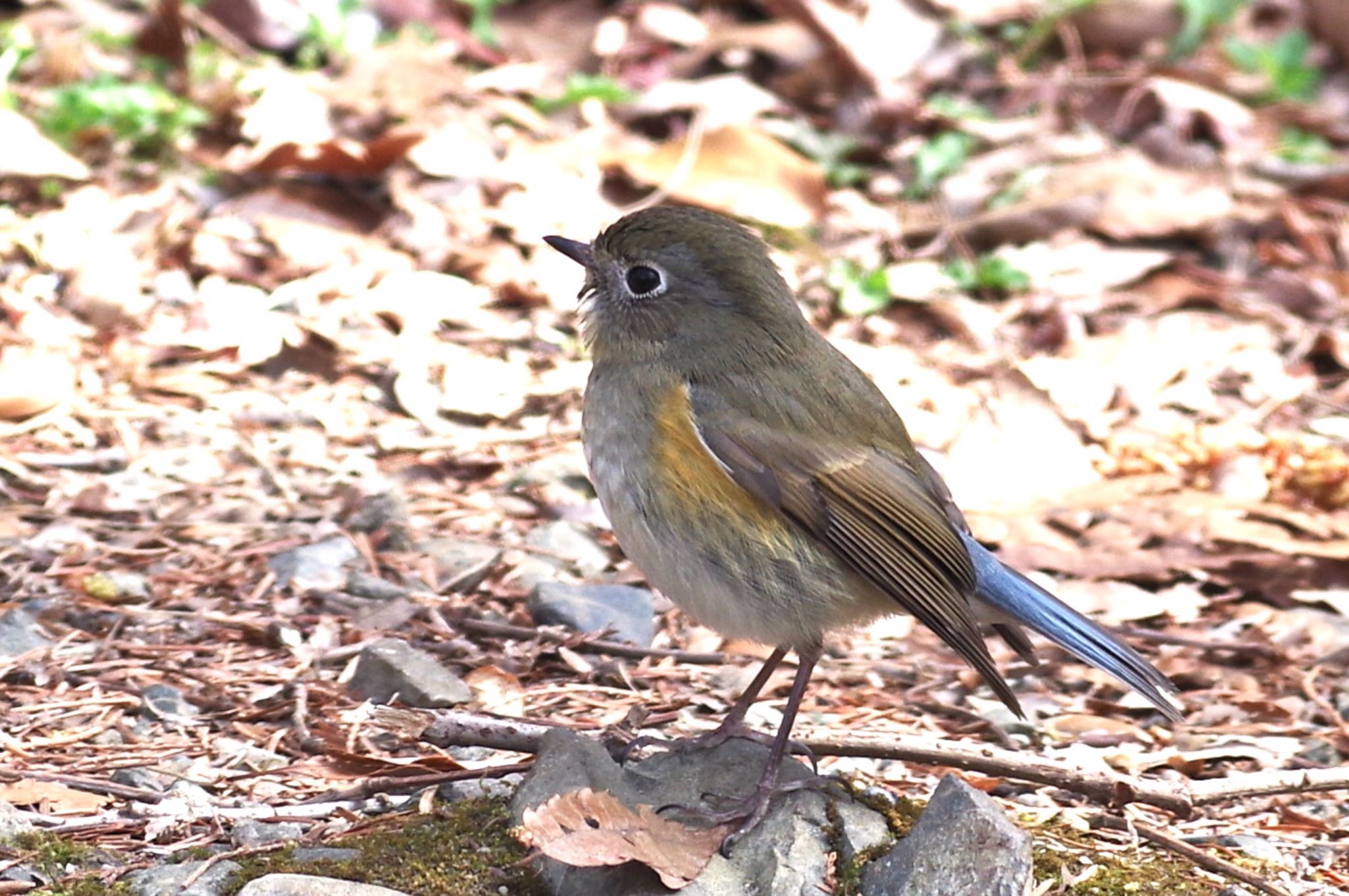 Photo of Red-flanked Bluetail at 東京都立桜ヶ丘公園(聖蹟桜ヶ丘) by TOMOTOMO