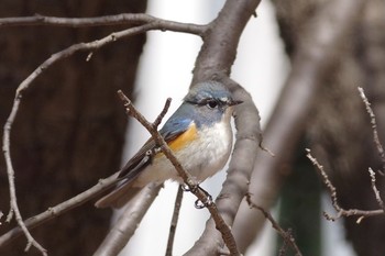 Red-flanked Bluetail Unknown Spots Sat, 2/27/2021