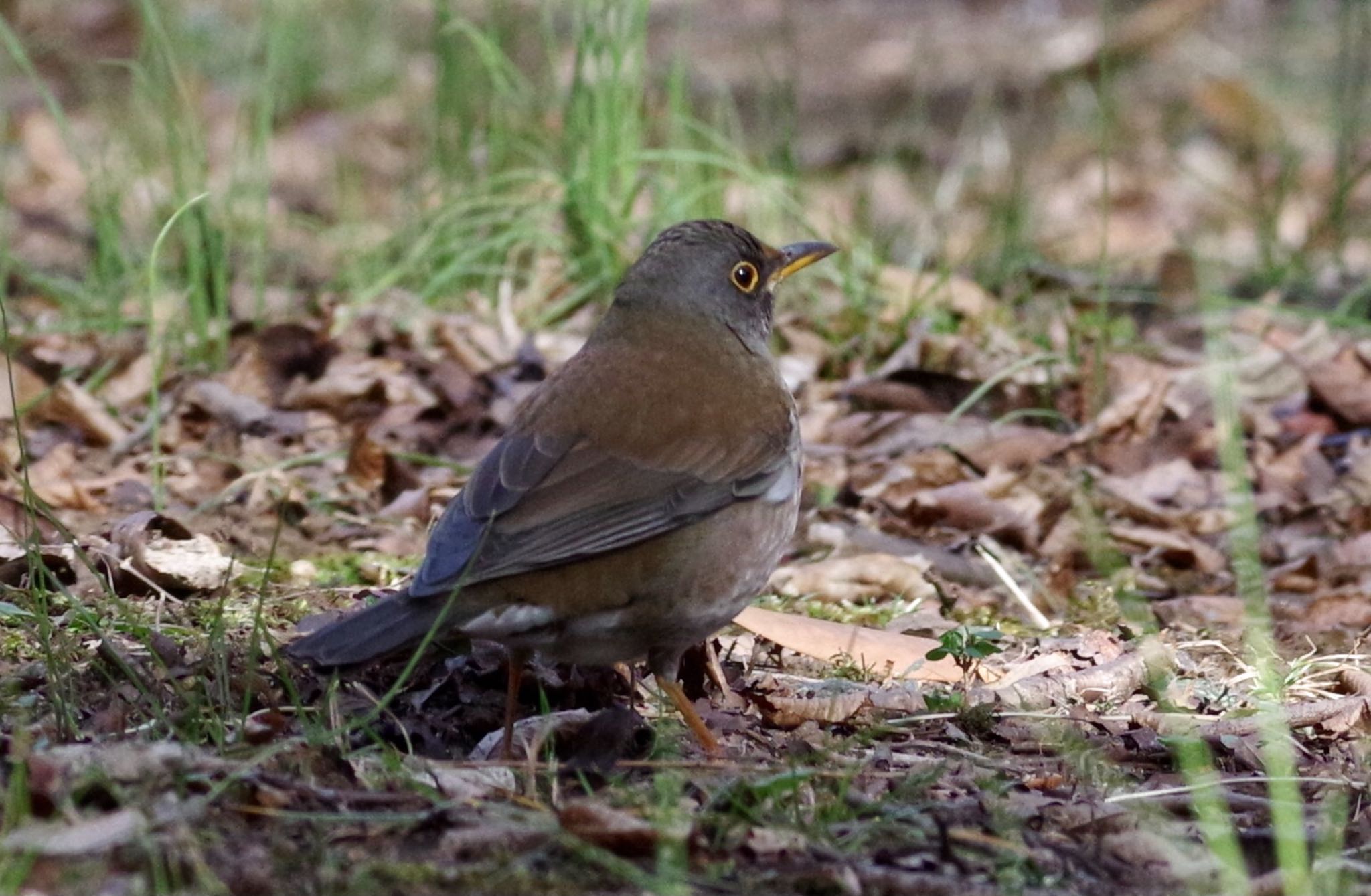 Photo of Pale Thrush at 東京都立桜ヶ丘公園(聖蹟桜ヶ丘) by TOMOTOMO