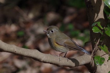 2021年2月27日(土) 東京都立桜ヶ丘公園(聖蹟桜ヶ丘)の野鳥観察記録