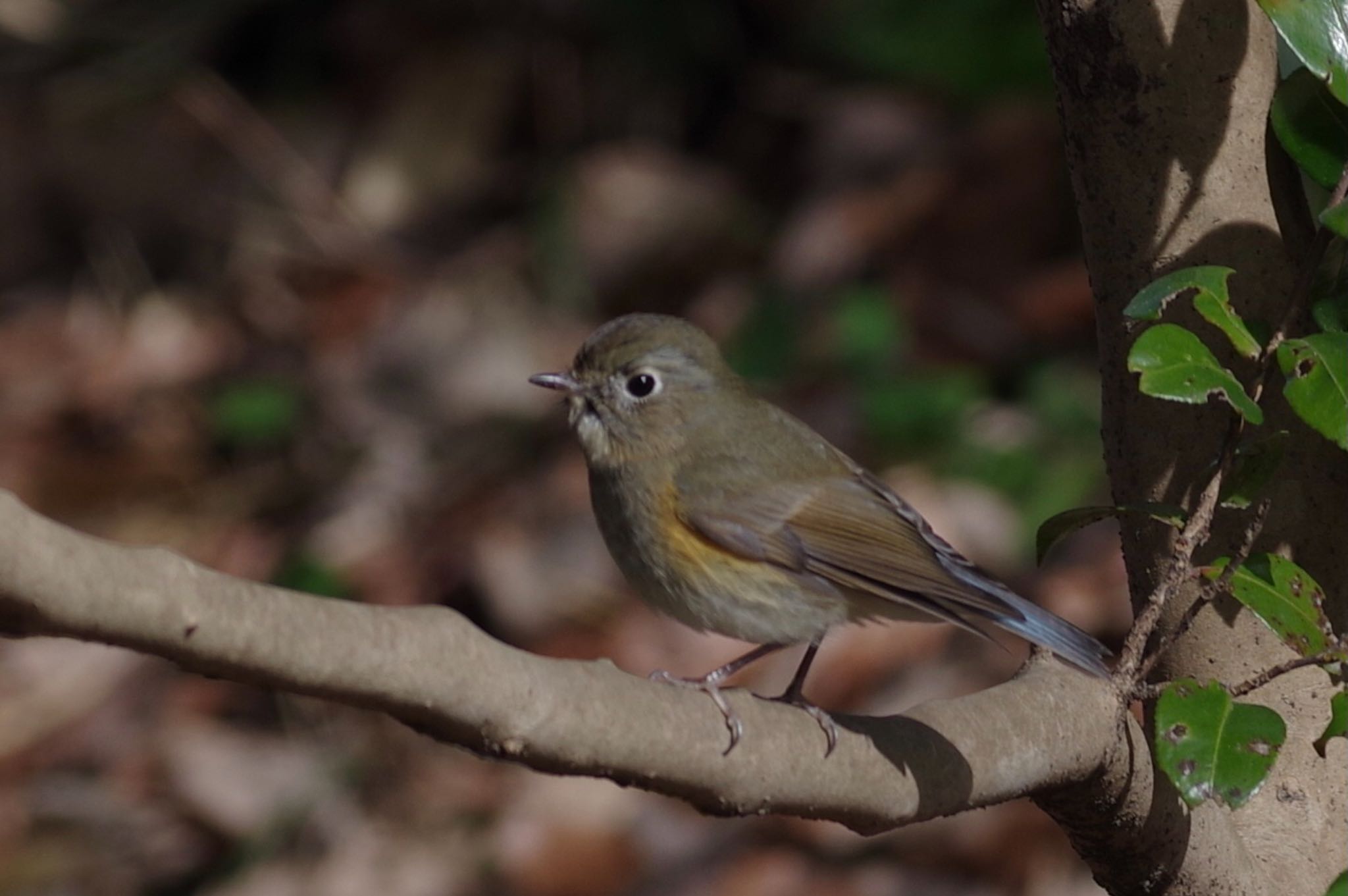 Red-flanked Bluetail