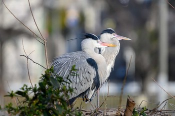 アオサギ 服部緑地 2021年2月20日(土)