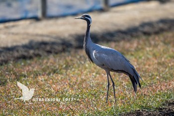 Demoiselle Crane つくばみらい市 Sat, 1/21/2017