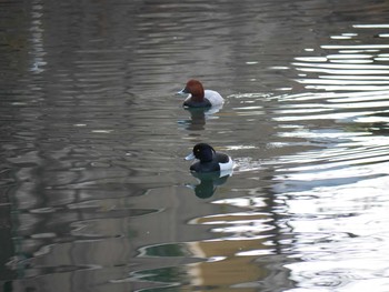 2021年2月28日(日) 入江川（横浜市神奈川区）の野鳥観察記録