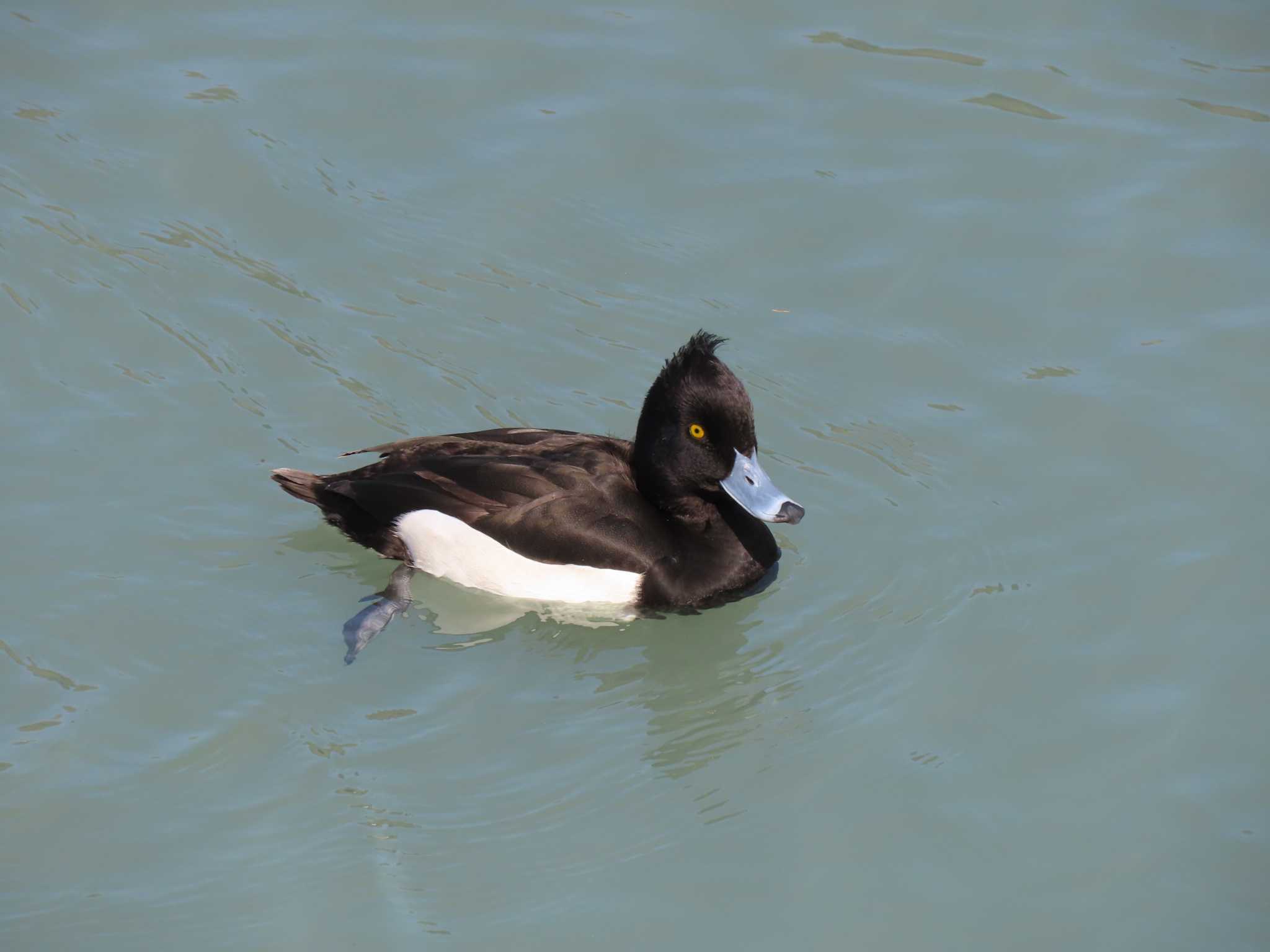 Tufted Duck