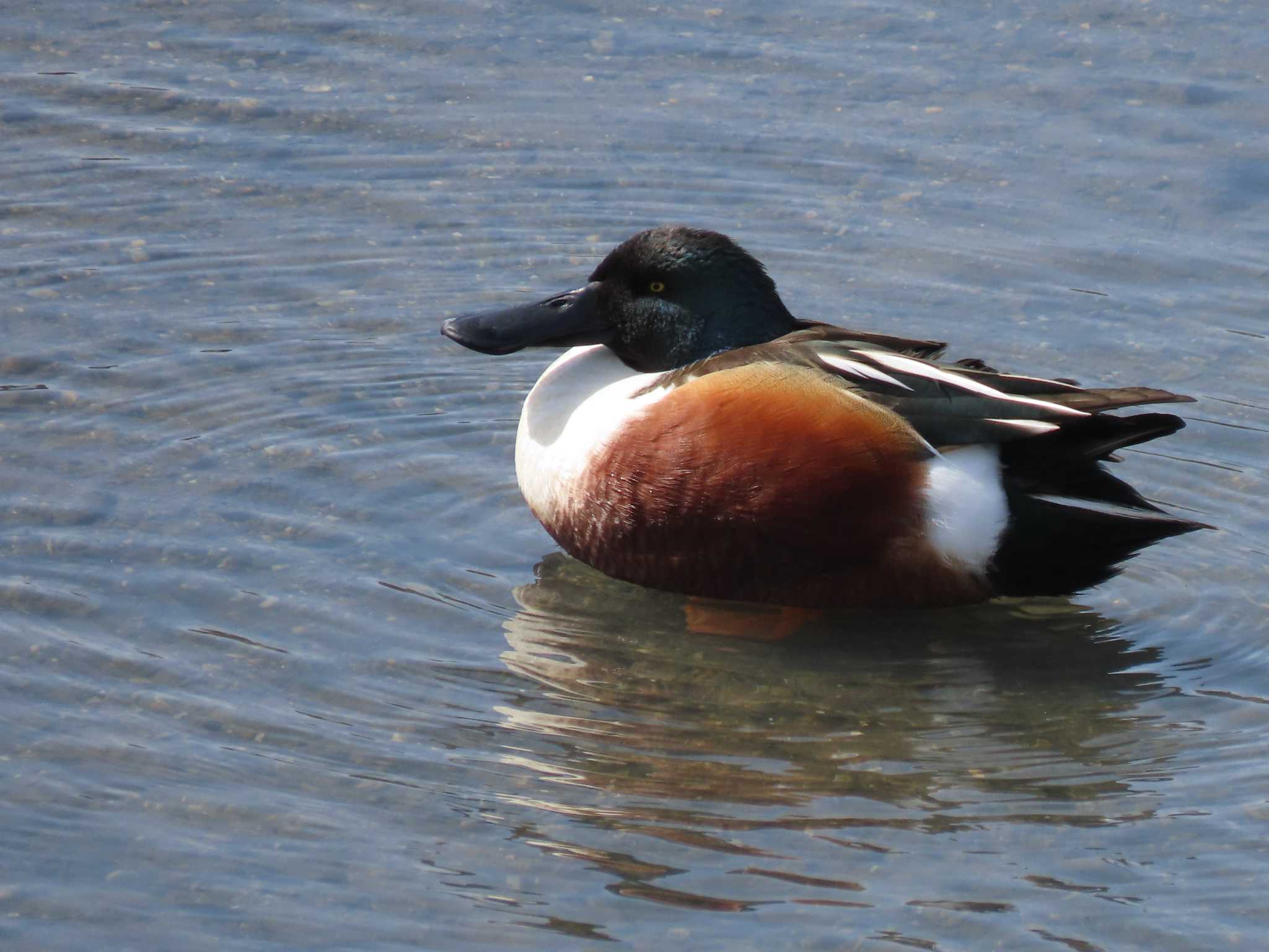 Northern Shoveler