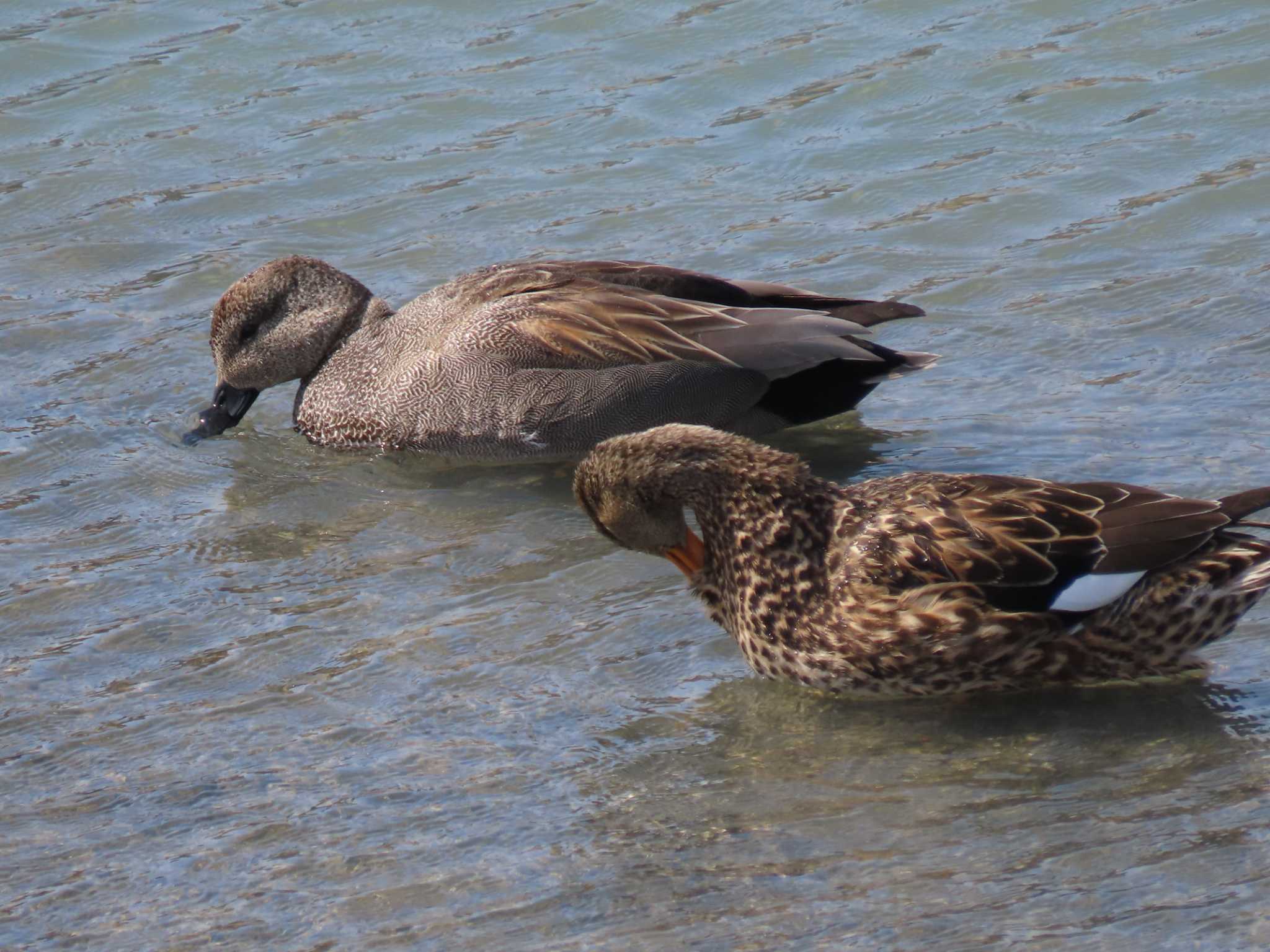 Gadwall