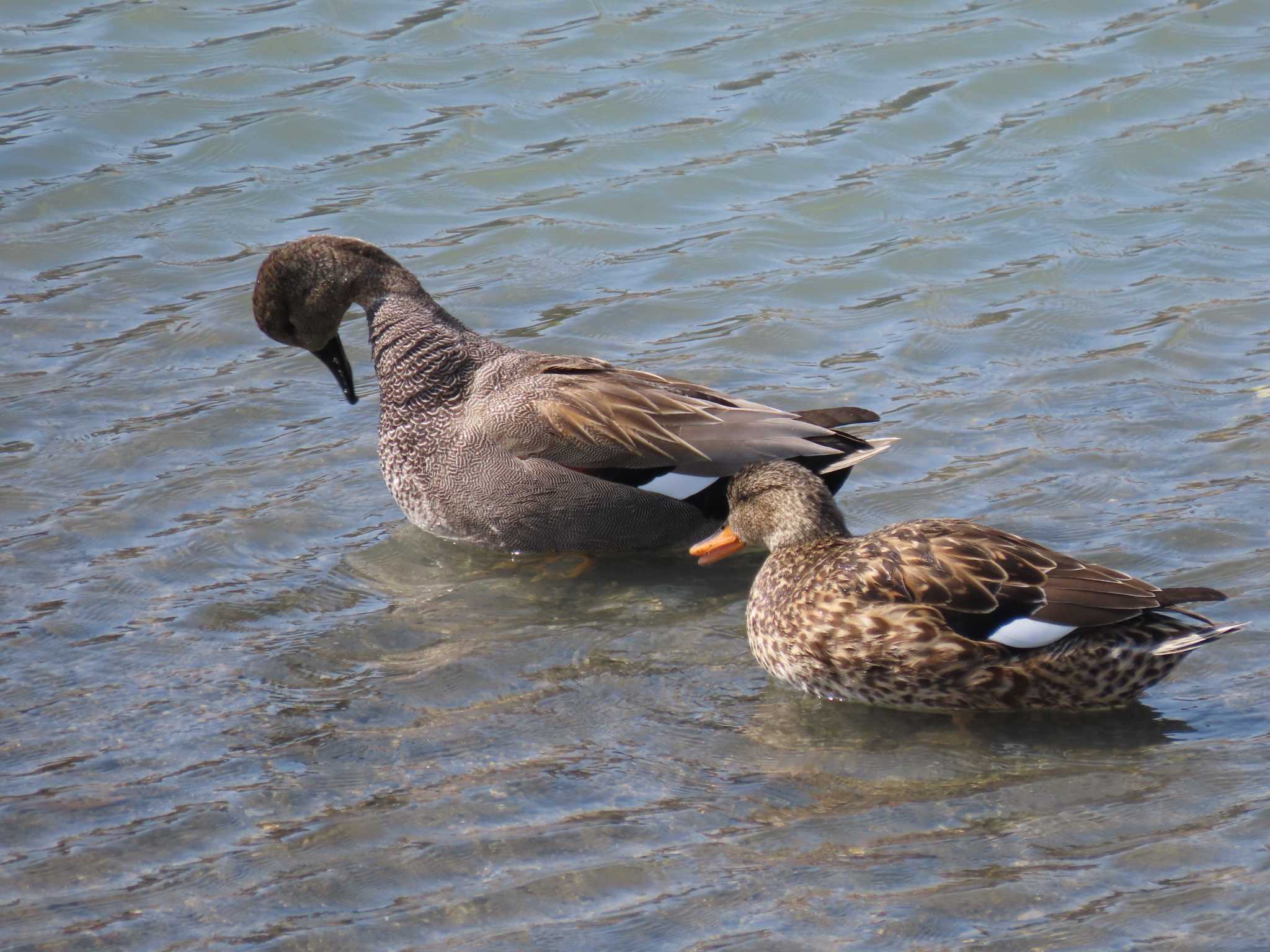 Photo of Gadwall at 山崎川 by OHモリ