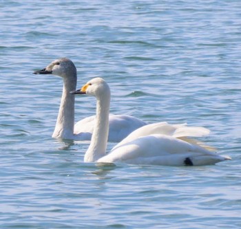 コハクチョウ 湖北湖岸 2021年2月13日(土)