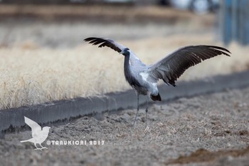 Demoiselle Crane つくばみらい市 Sat, 1/21/2017