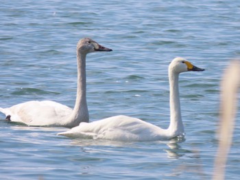 コハクチョウ 湖北湖岸 2021年2月13日(土)