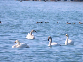 コハクチョウ 湖北湖岸 2021年2月13日(土)