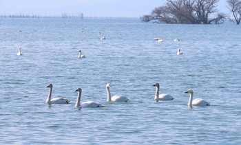 コハクチョウ 湖北湖岸 2021年2月13日(土)