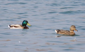 マガモ 湖北湖岸 2021年2月13日(土)