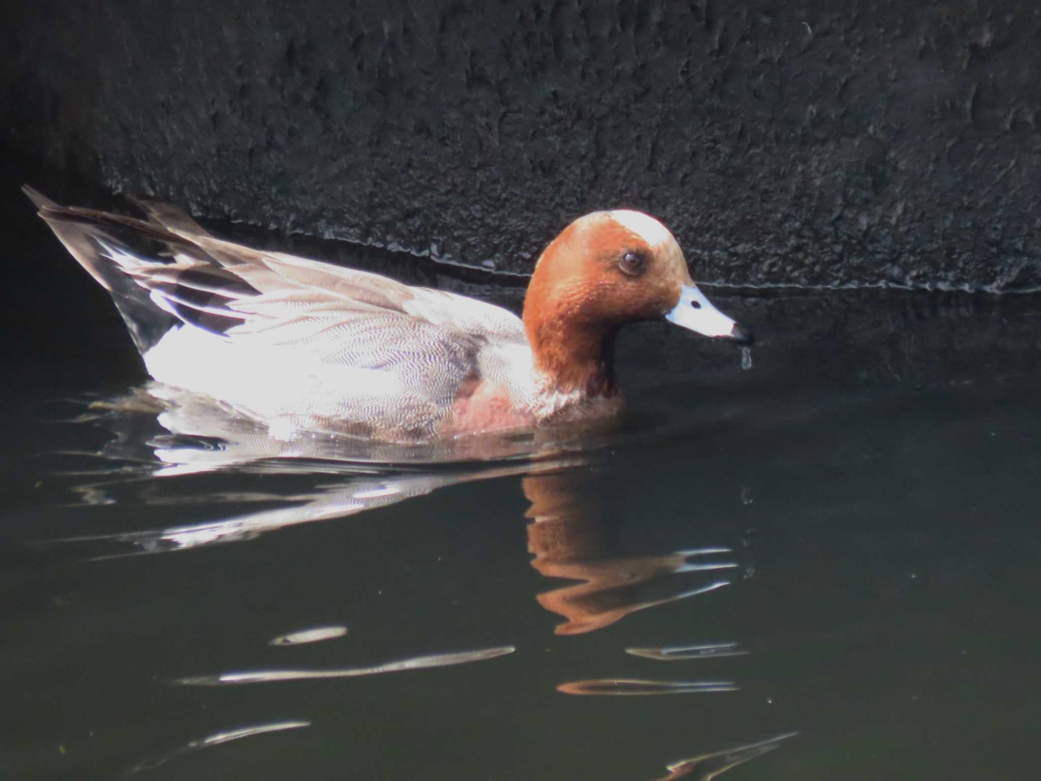 Eurasian Wigeon