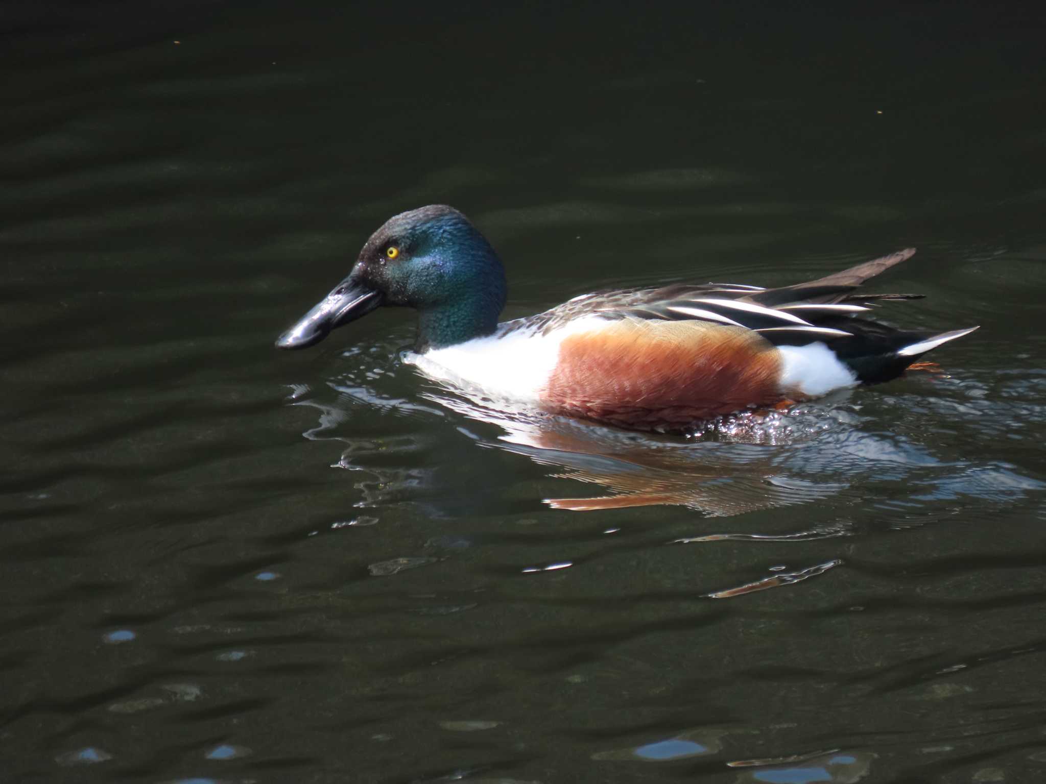 Photo of Northern Shoveler at 新堀川下流(名古屋市) by OHモリ