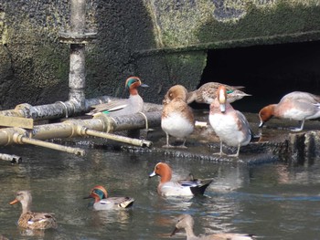 Sat, 2/27/2021 Birding report at 新堀川下流(名古屋市)