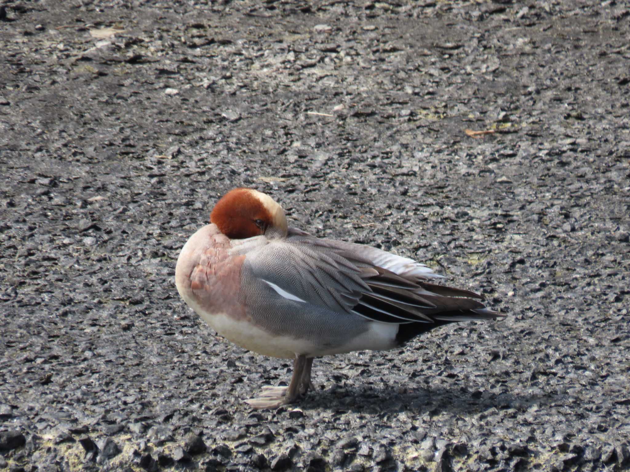 Photo of Eurasian Wigeon at 新堀川下流(名古屋市) by OHモリ