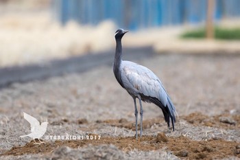 Demoiselle Crane つくばみらい市 Sat, 1/21/2017